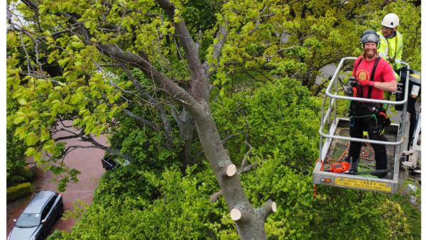 Tree Wise Tree Surgeons