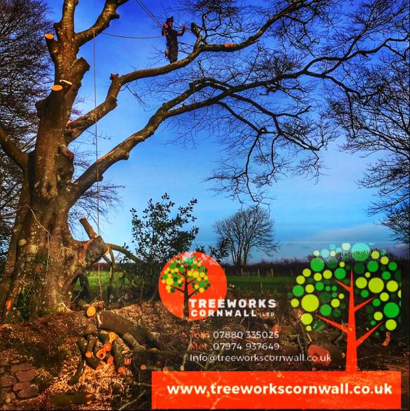 Treeworks Cornwall Ltd