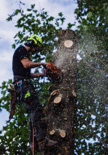 Falcon Tree Management Ltd