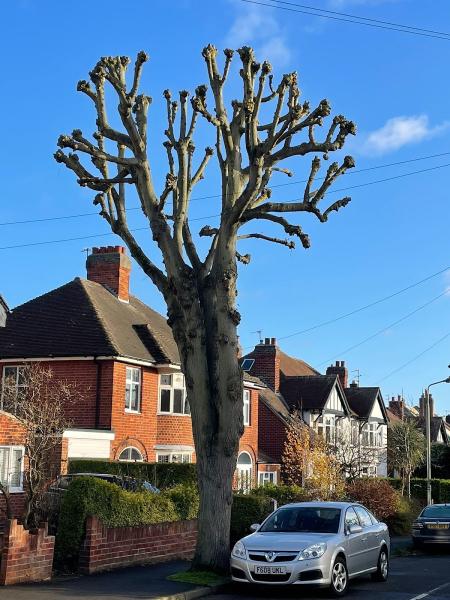 Tree Surgeons JC Leicester