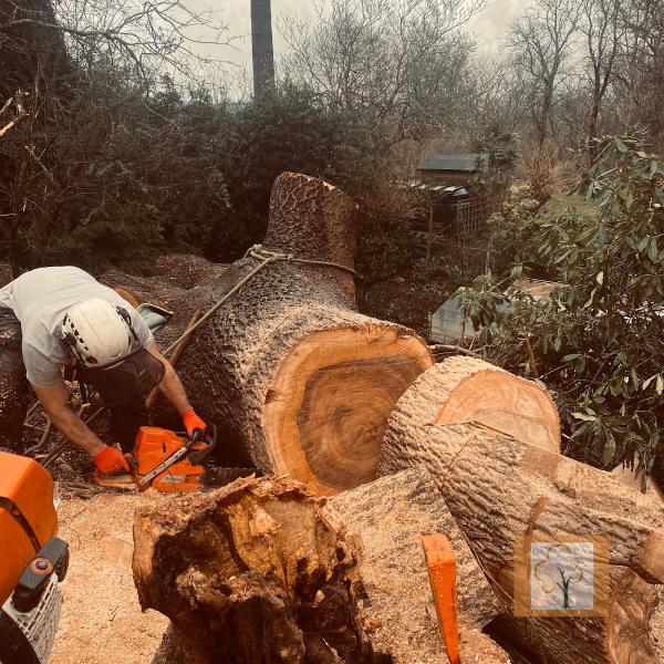 Head4heights Tree Surgery