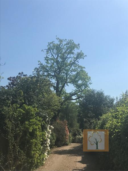 Head4heights Tree Surgery