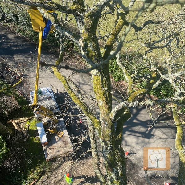 Head4heights Tree Surgery