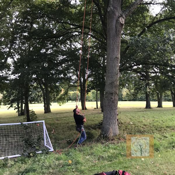 Head4heights Tree Surgery