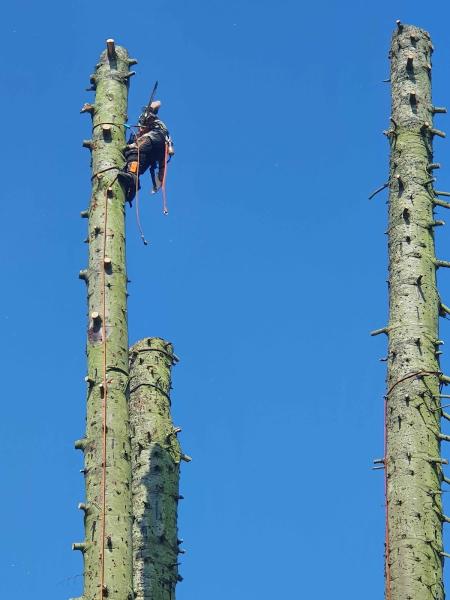 Longstaff Tree Surgery