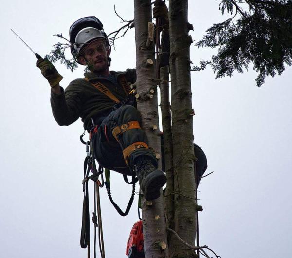 Longstaff Tree Surgery