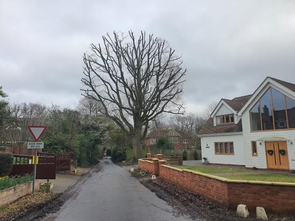 Essex Tree Masters