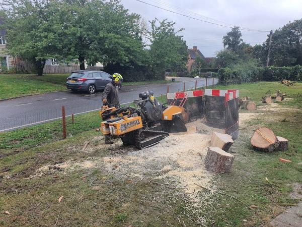 Essex Tree Masters