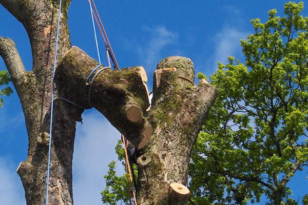 Prestontreesurgeon.co.uk