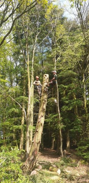 Power Plant & Tree Surgeon Bridgend