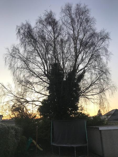 Bensons Tree Surgery Ltd