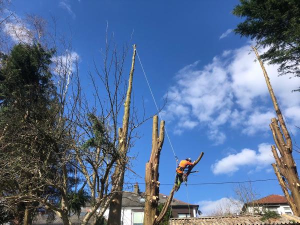 Premier Tree Surgeons