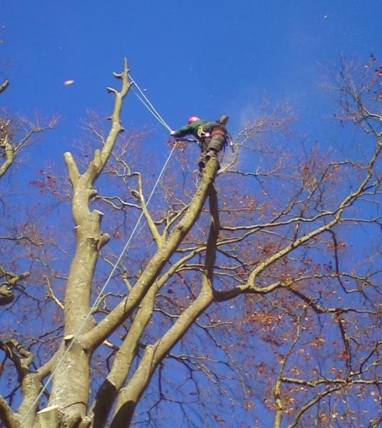 Townscape Tree Works