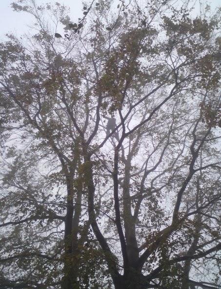 Townscape Tree Works