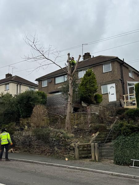 Huddersfield Tree Cutting