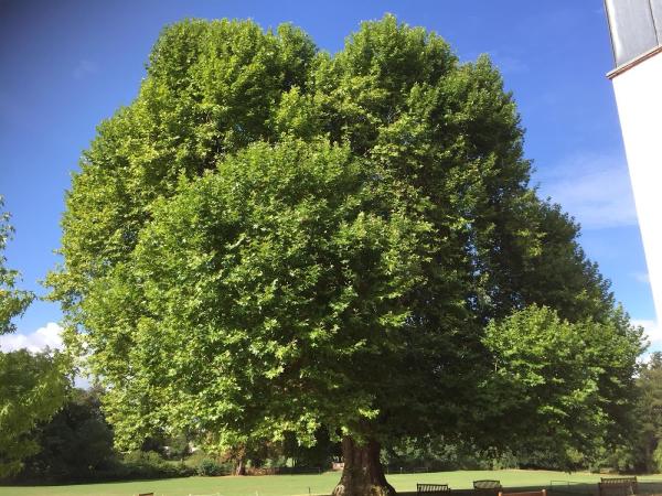 Churchwell Tree Services Ltd