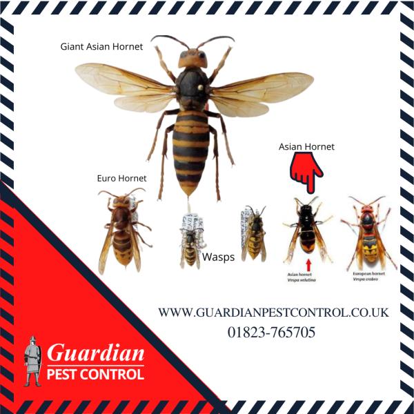 Guardian Pest Control