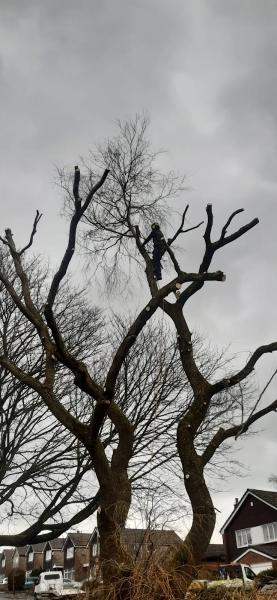 Tree Musketeers Lancashire