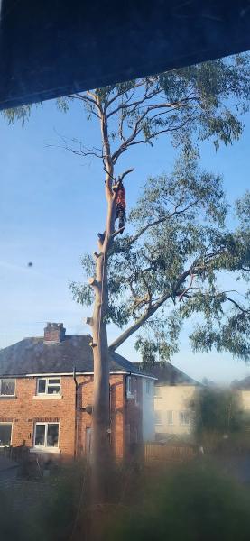 Tree Musketeers Lancashire