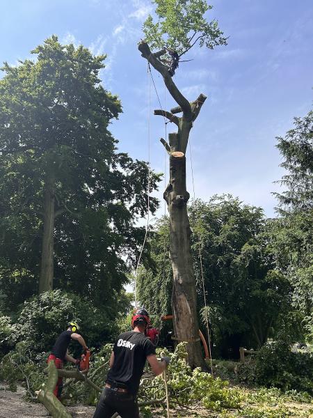 Tree Engineers