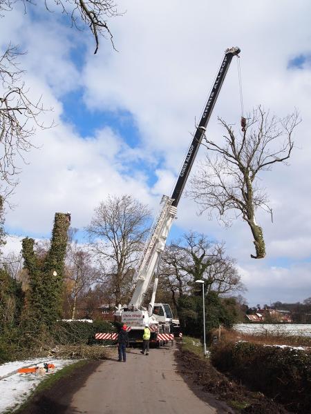 Ben Saxton Tree Surgery