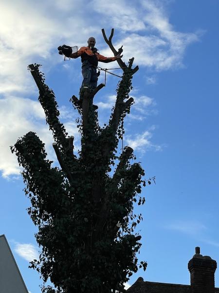 AA Tree Surgery