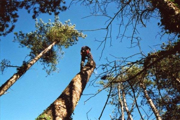 Doctor Finlay Tree Surgeon