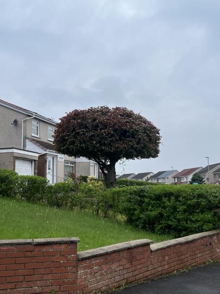 Southside Tree Surgeons