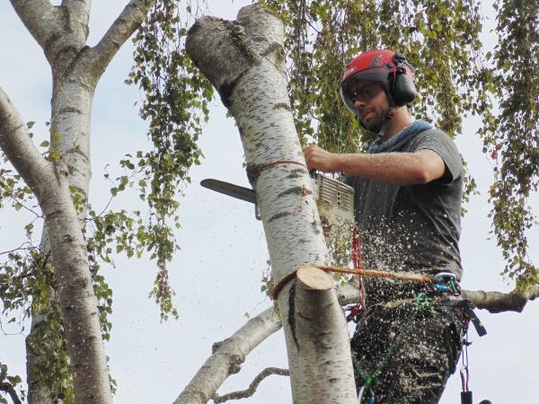 Nene Valley Tree Services