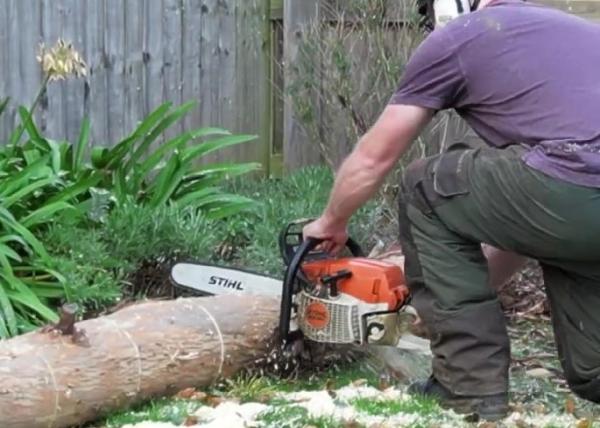 Briscoe Tree Care