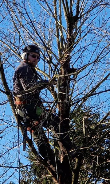 Briscoe Tree Care