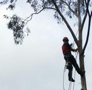 Briscoe Tree Care