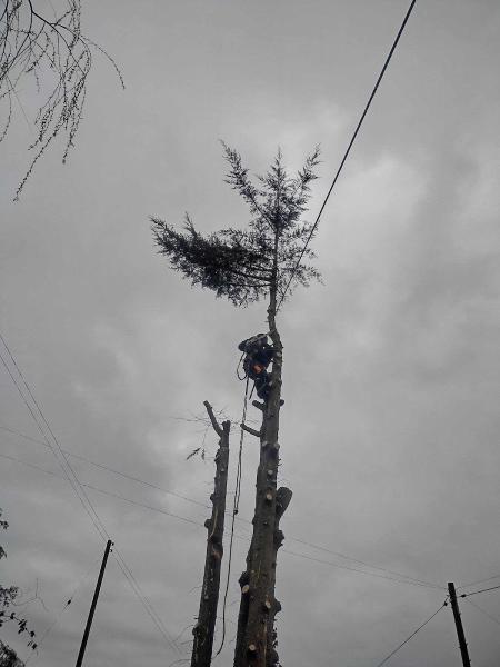 C Flory Tree Services