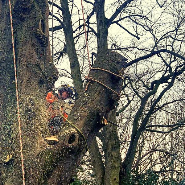 Treerunner Arb Limited