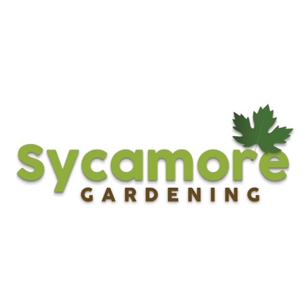 Sycamore Gardening