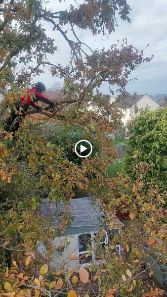 Gavin Hendry Tree Surgery & Grounds Maintenance