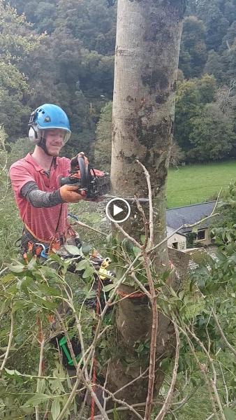 Gavin Hendry Tree Surgery & Grounds Maintenance