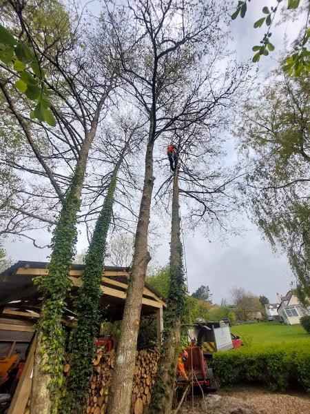 Gavin Hendry Tree Surgery & Grounds Maintenance