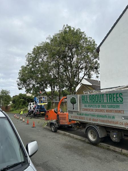 Tree Services ALL About Trees