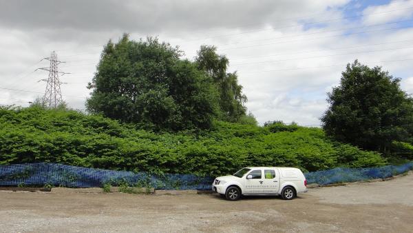 Knotweed Eradication