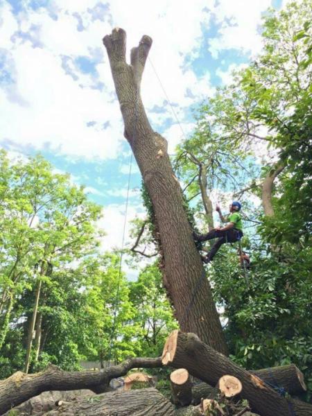 Ben Creasey Tree Services