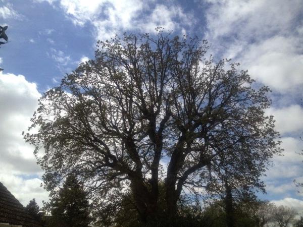 Climbers Way Tree Care