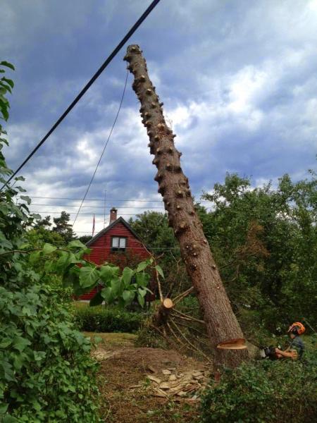 Climbers Way Tree Care