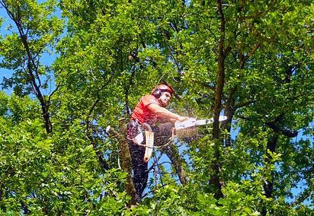 Climbers Way Tree Care