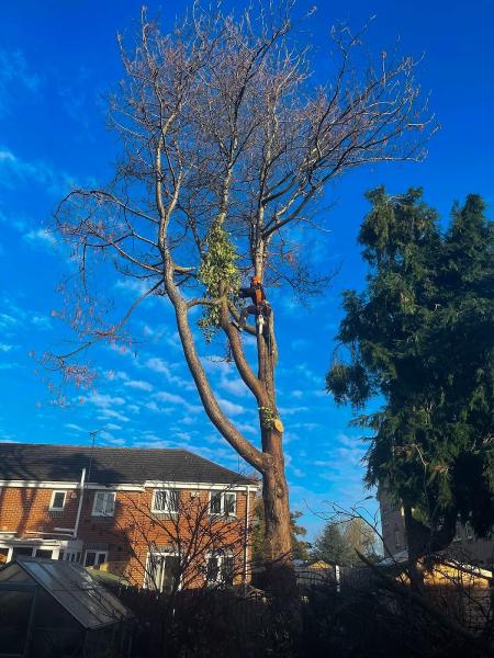 The Tree Fellas Hull Ltd