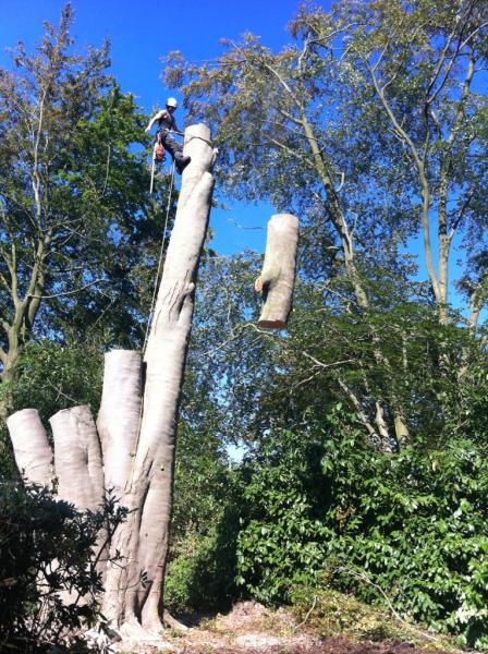 Weald Tree Services