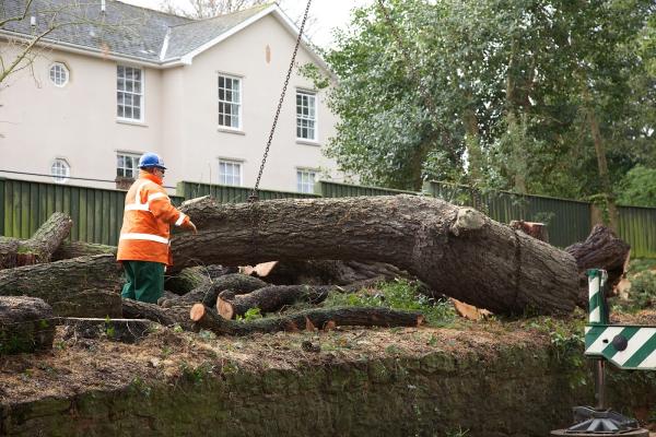 Knowle Tree Services Ltd