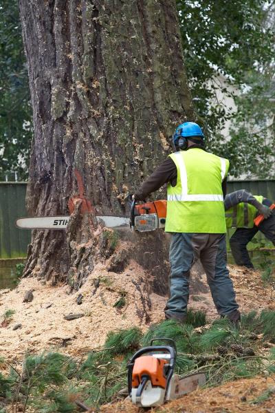 Knowle Tree Services Ltd