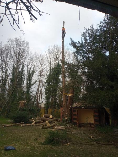 CH Stokes Tree Surgery & Fencing Ltd