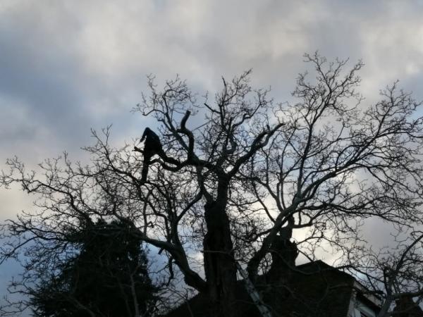 Colin Chadwick Tree Specialist